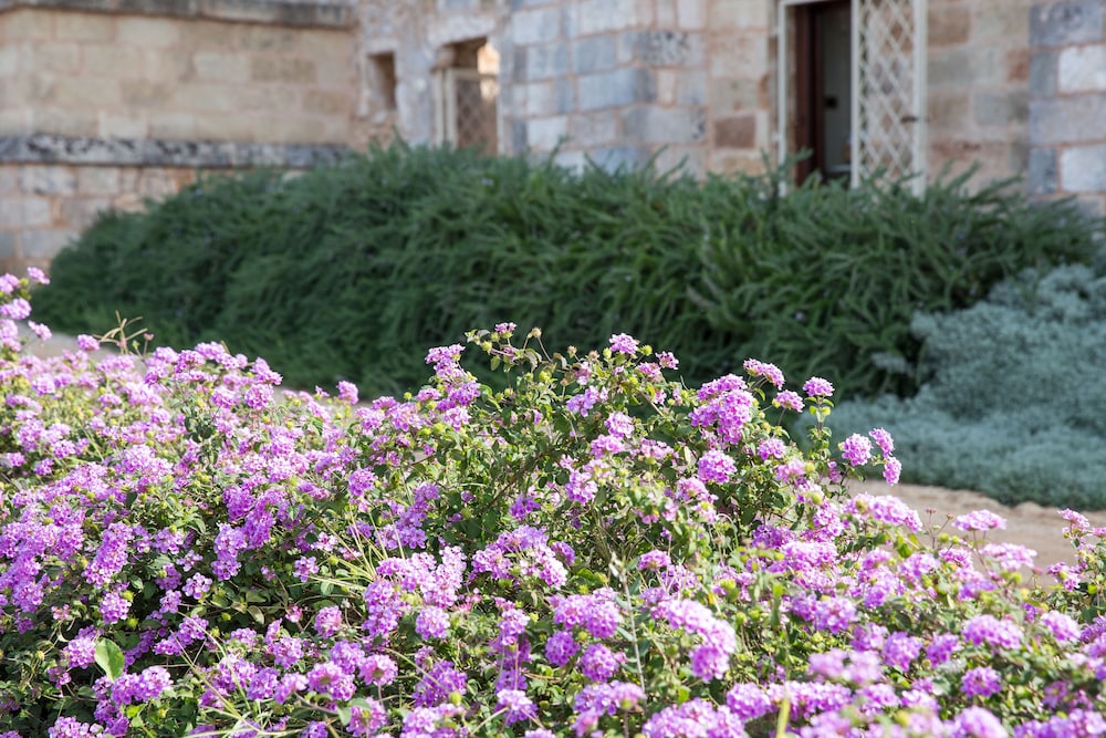 Masseria Saietti