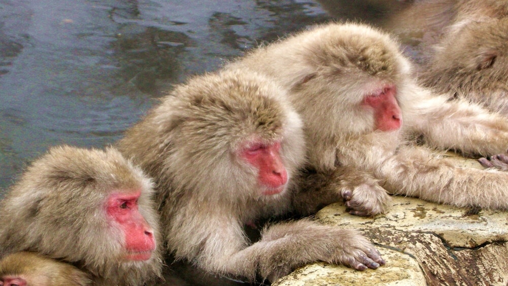 Aburaya Tosen