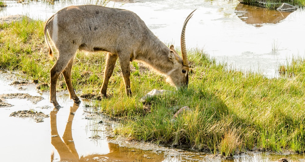 Elandela Private Game Reserve & Luxury Lodge