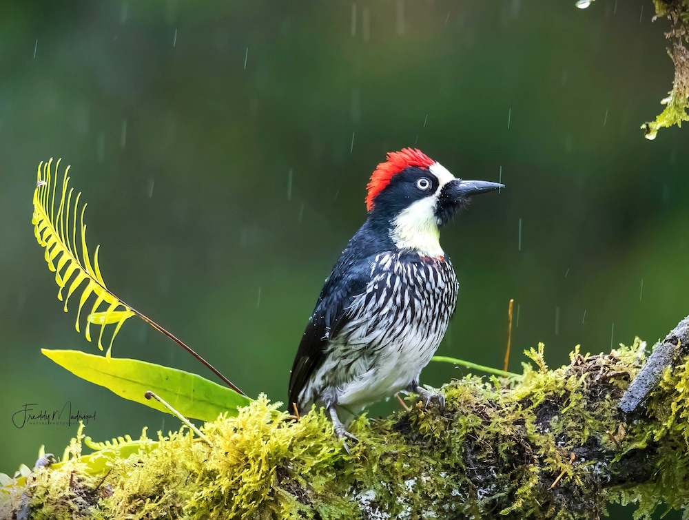 Sueños Natura Birding & Photography