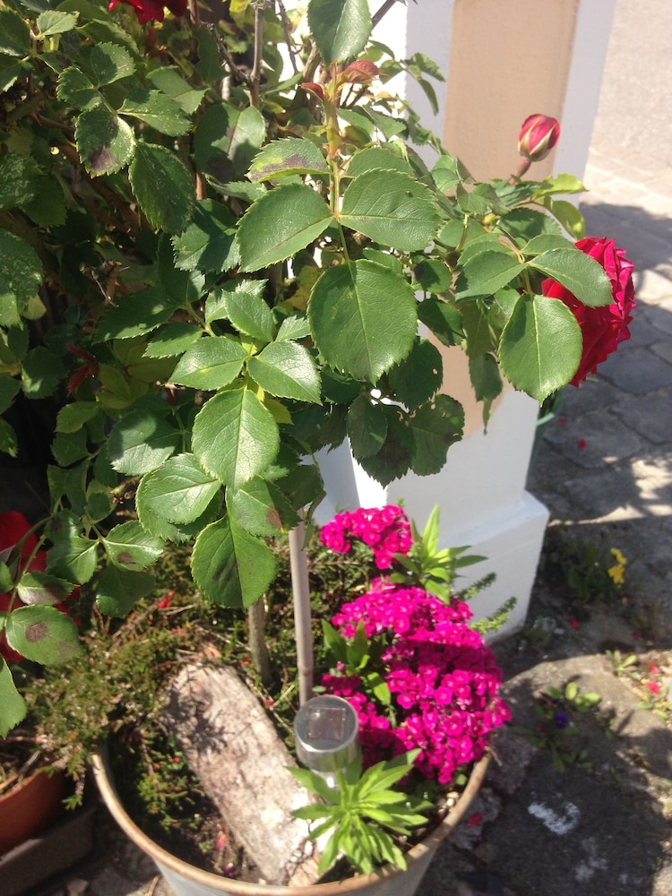 Photo 29
