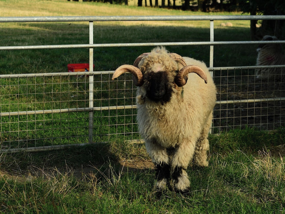 Knightsward Farm