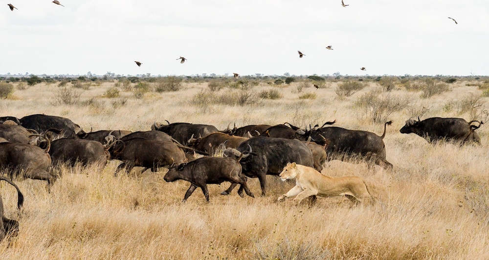 Elandela Private Game Reserve & Luxury Lodge