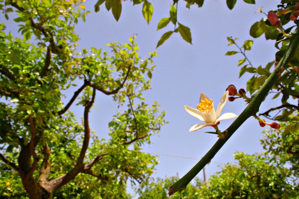 Agriturismo Terra dei Limoni