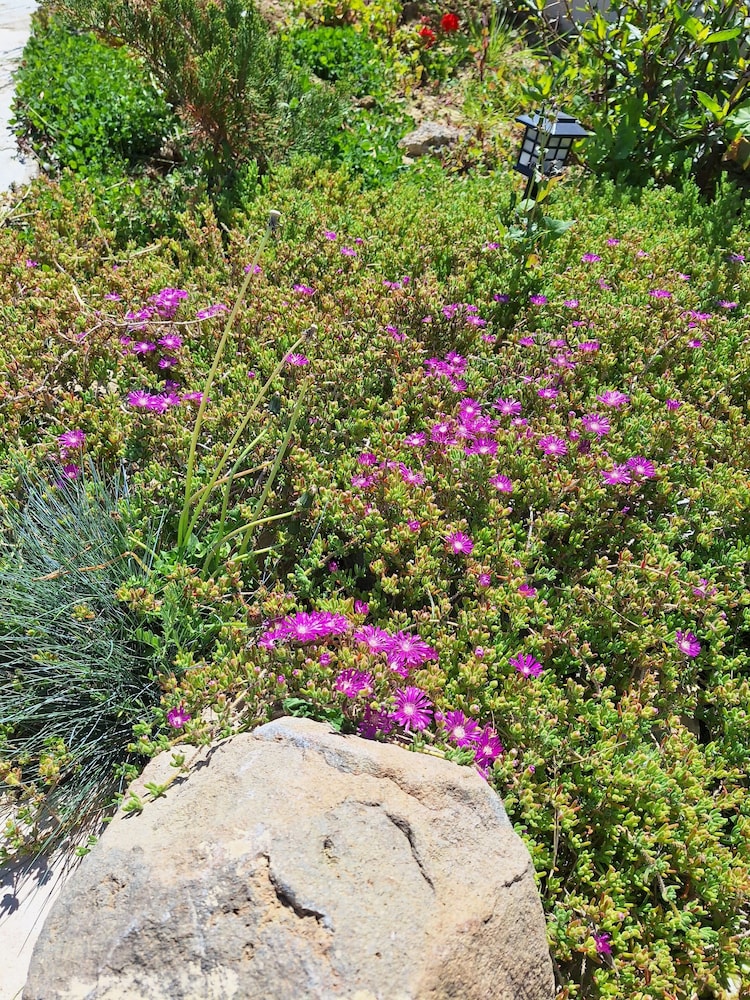 Peromitera Imbros