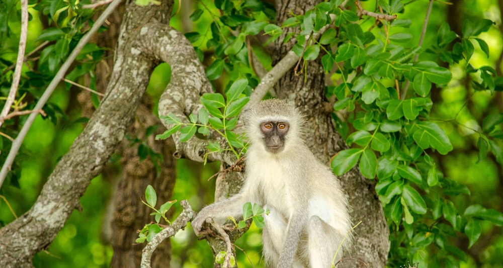 Elandela Private Game Reserve & Luxury Lodge