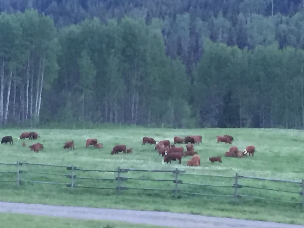Montana Hill Guest Ranch