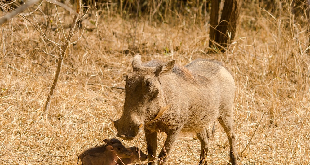 Elandela Private Game Reserve & Luxury Lodge