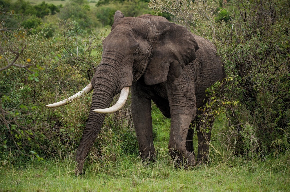 Endeem Mara Resort