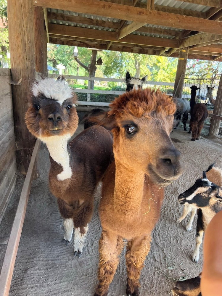 @ Marbella Lane - Alpaca Farm House l Pool