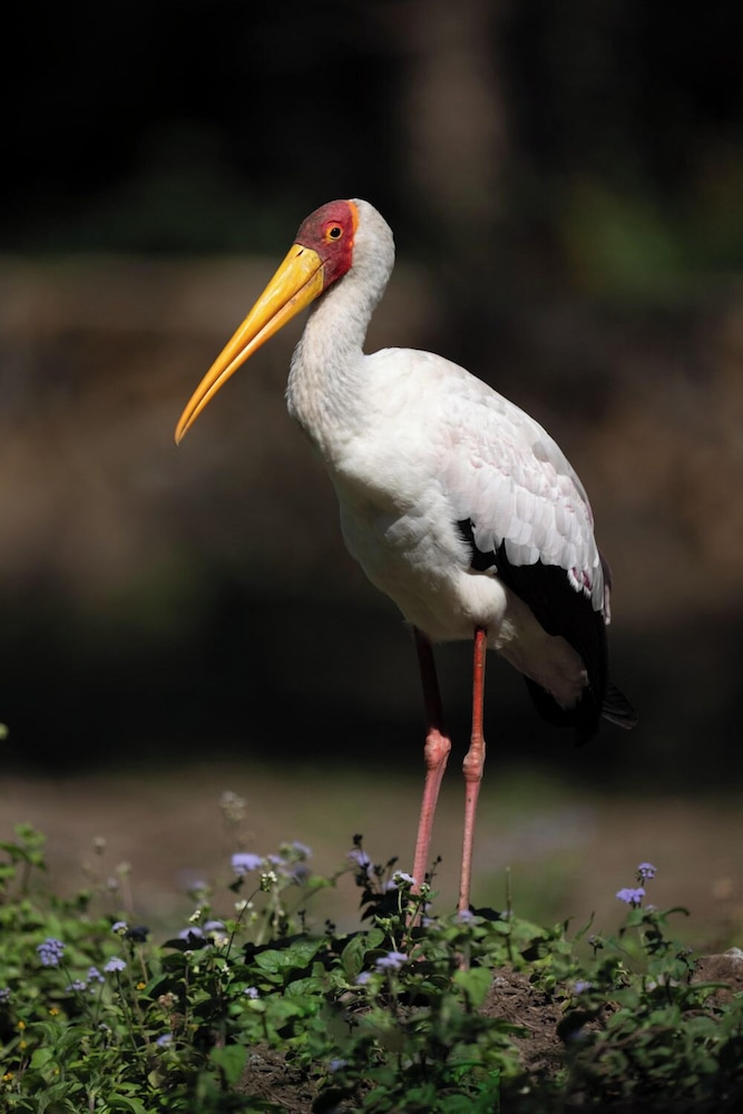 Mount Meru Game Lodge
