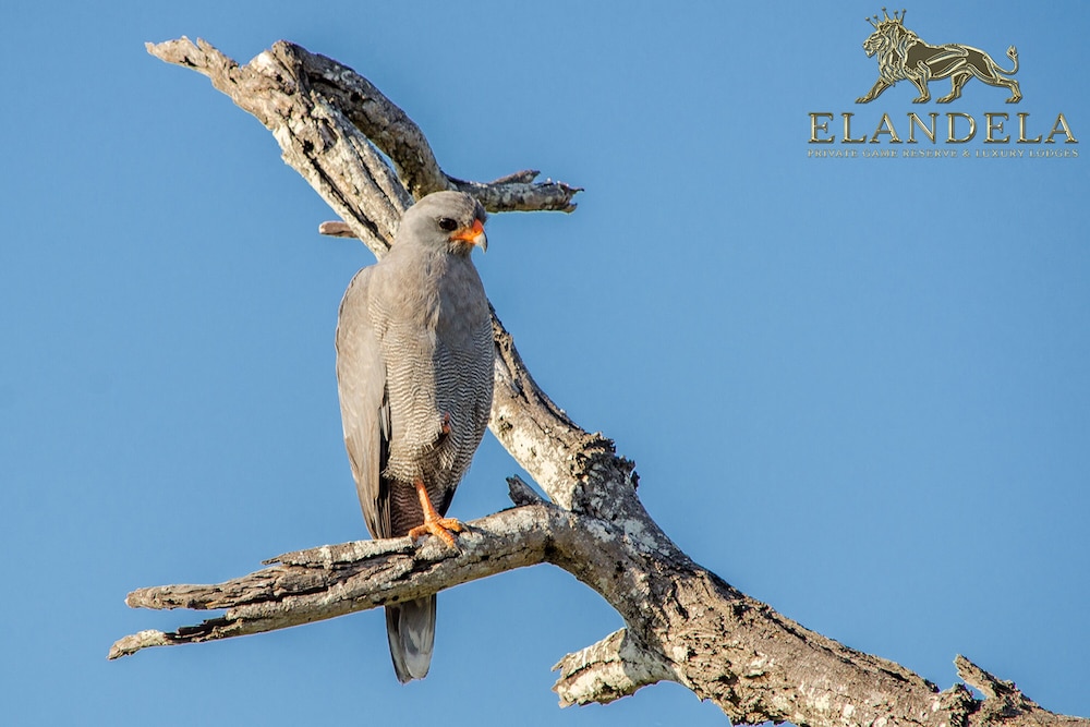 Elandela Private Game Reserve & Luxury Lodge