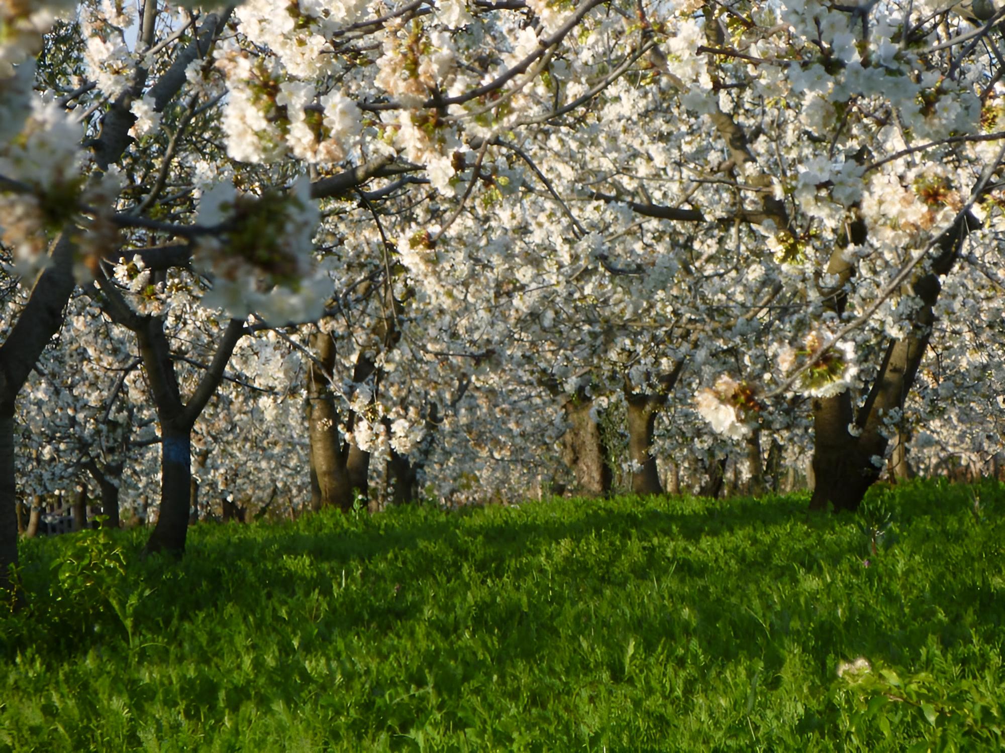 Il Giardino Dei Ciliegi