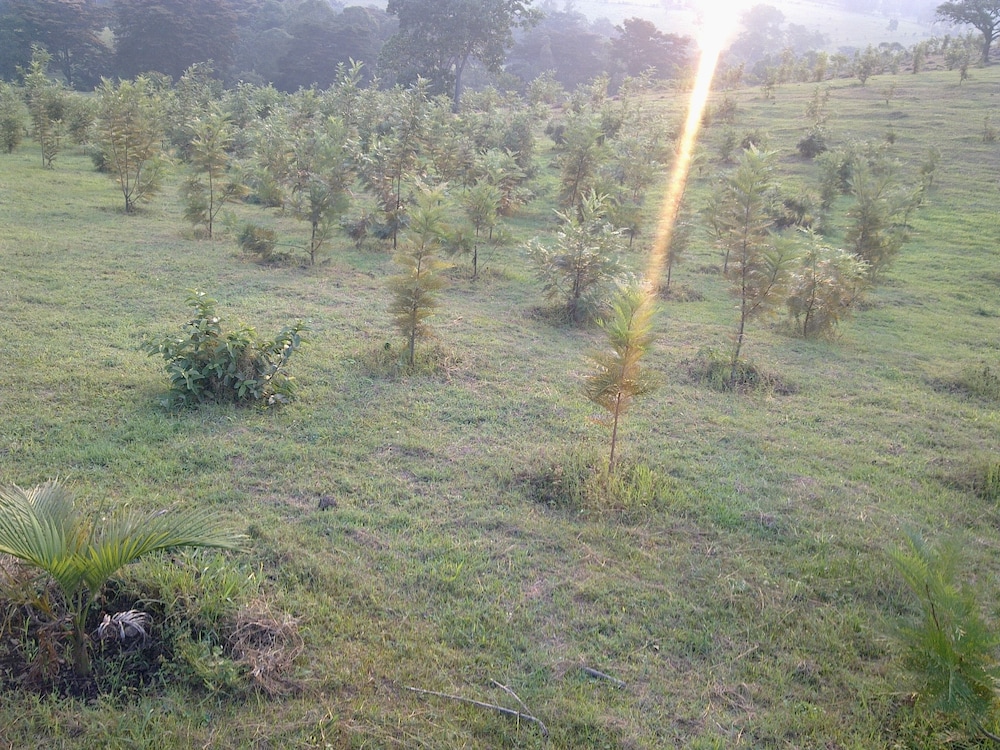 The Crested Crane Bwindi