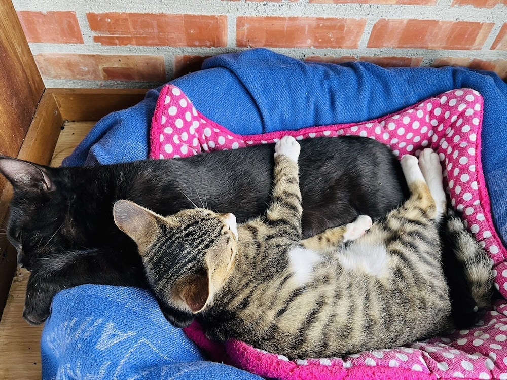 Cat Sky Country Homestay