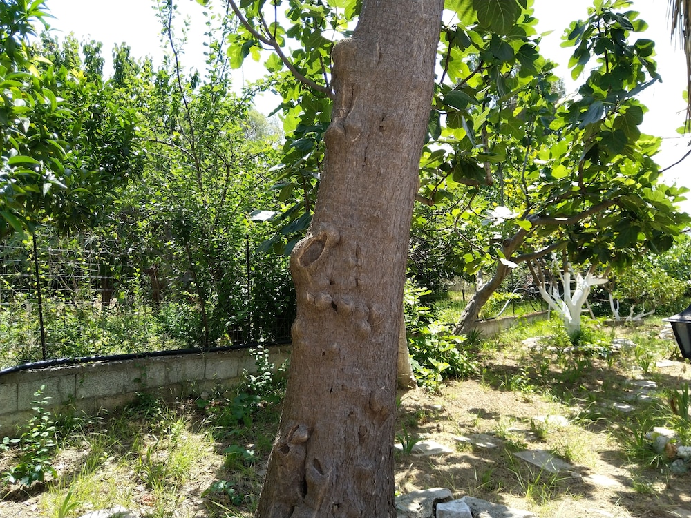 AMARANTHOS SKIATHOS VIEW