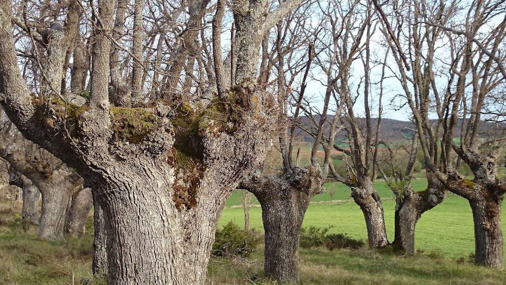 Finca Santa Eufemia