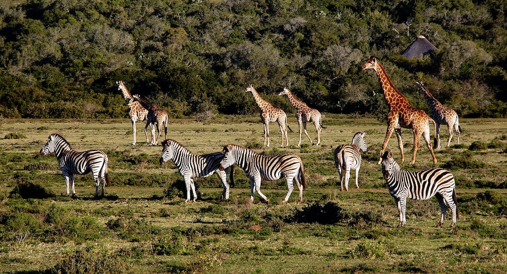 Elephants Lodge - Bellevue Forest Reserve