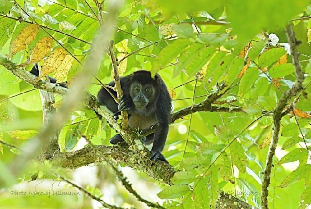 Hotel Chilamate Rainforest Eco-retreat - Image 1