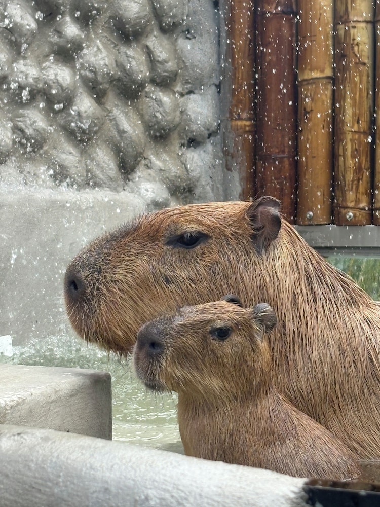 Capybara Zen Resort And Spa