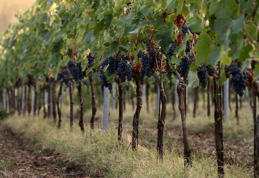 Agriturismo Casagrande