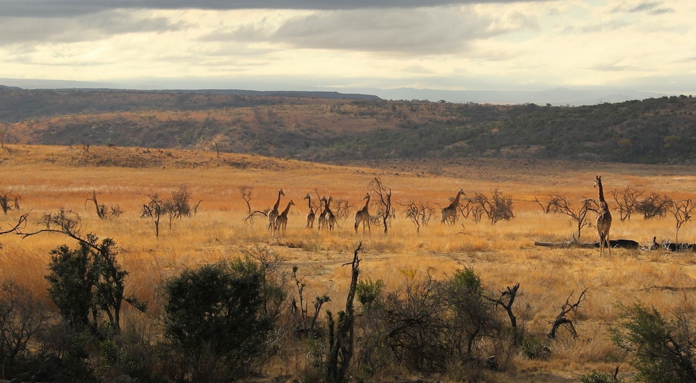Nambiti Plains Private Game Lodge