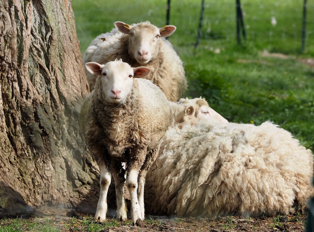 La Ferme des Isles