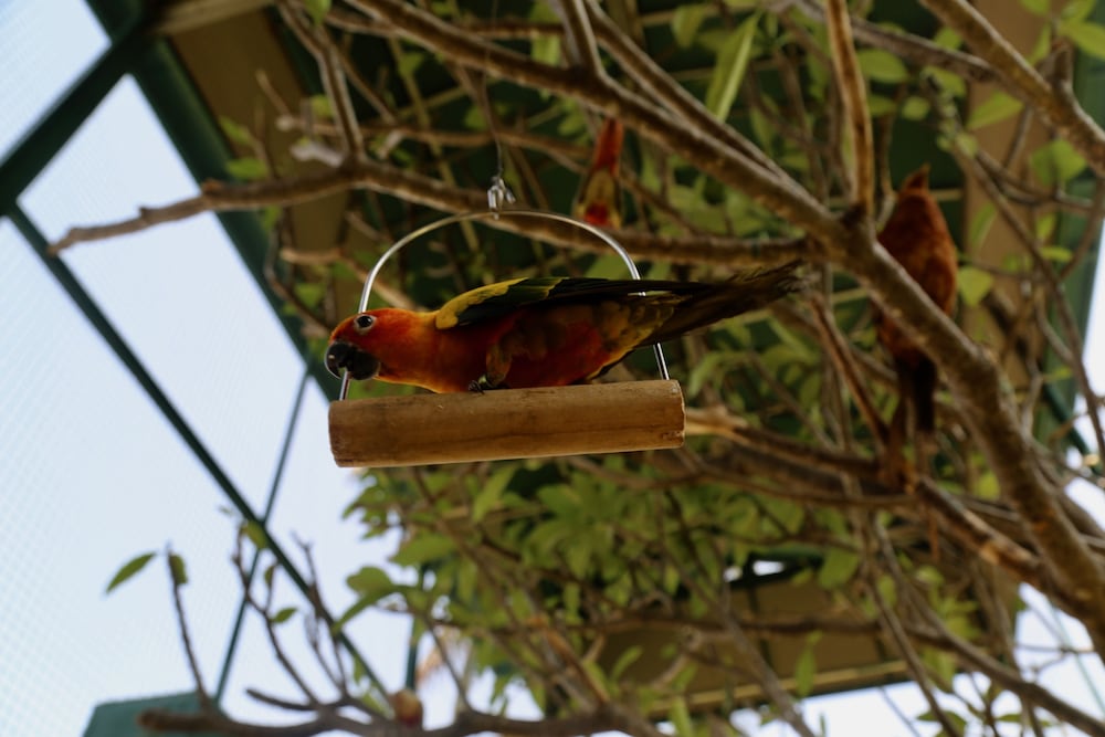 Manas Resort with Petting Zoo