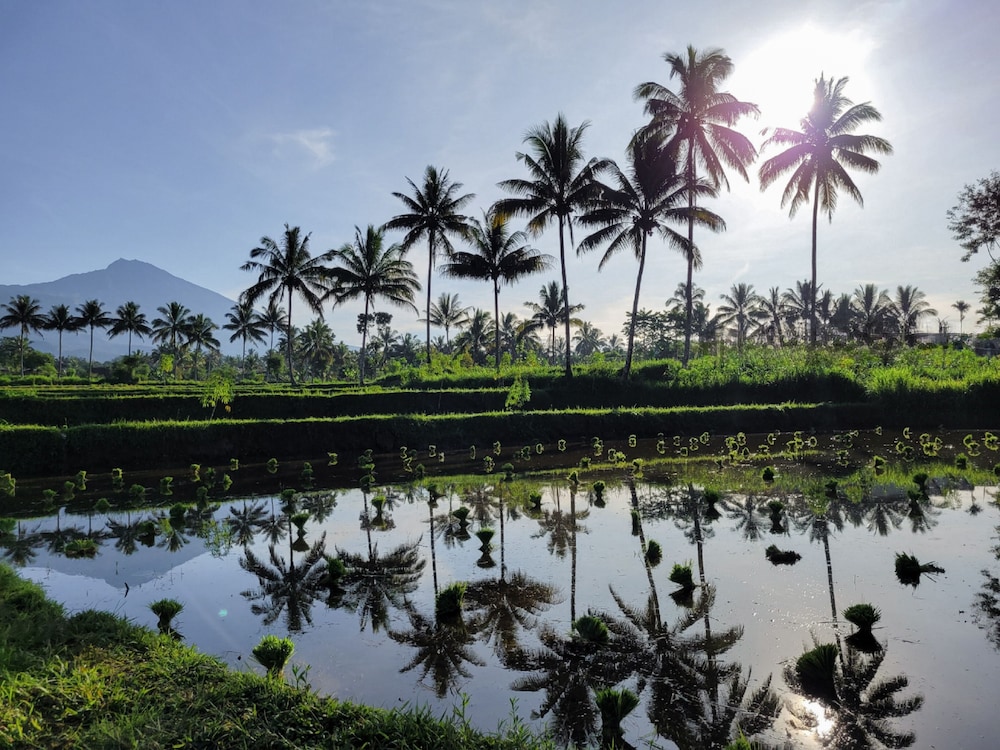 Les Rizieres Lombok - Tetebatu