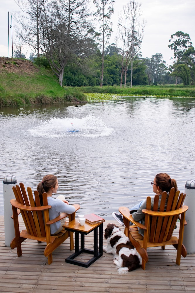 Monarch Campestre