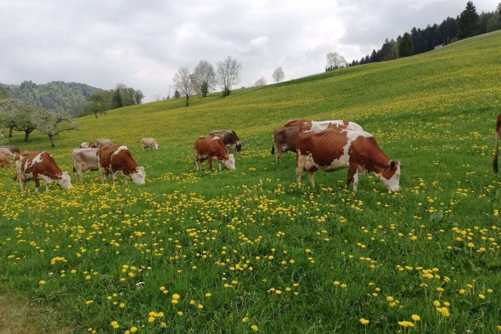 Ausblickhof