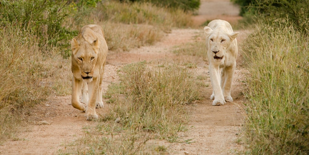 Elandela Private Game Reserve & Luxury Lodge