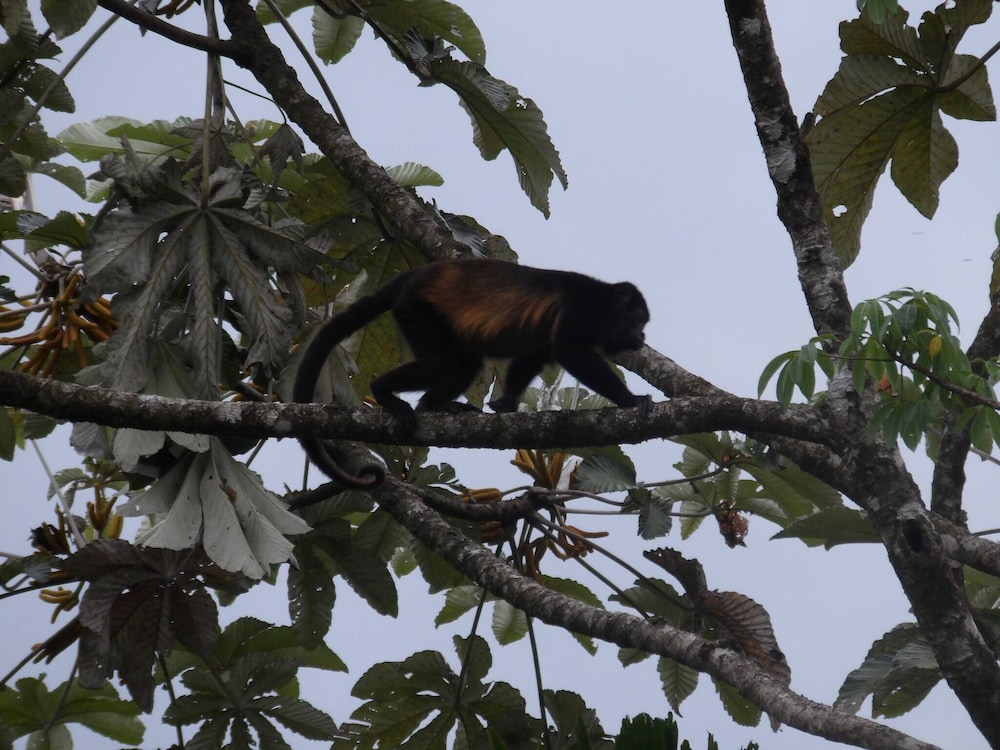Family Home - Pura Vidaville