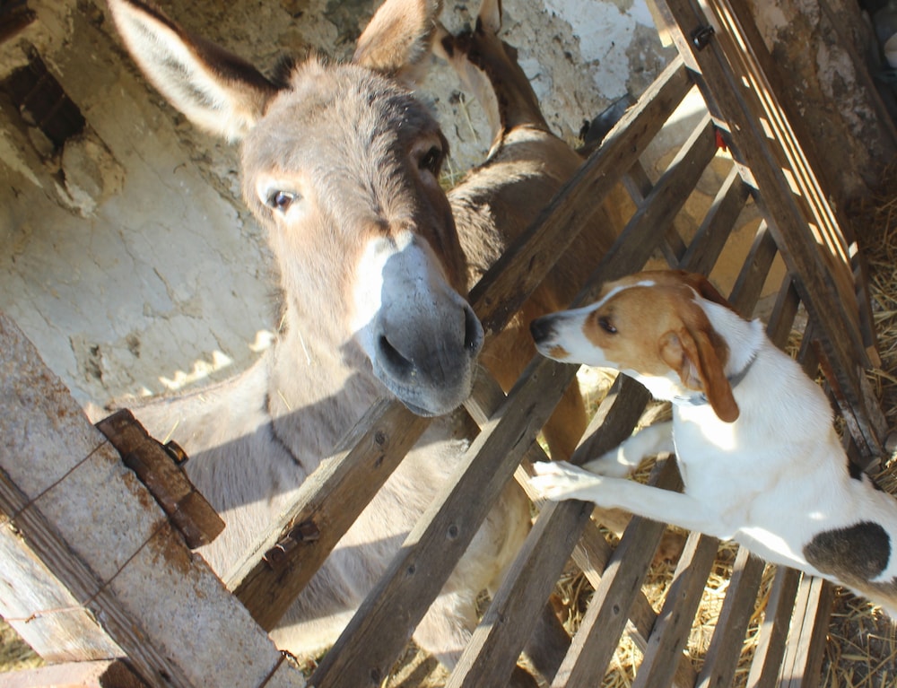 Agriturismo La Casa di Bacco