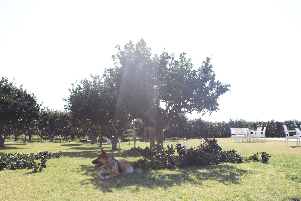 Photo 45