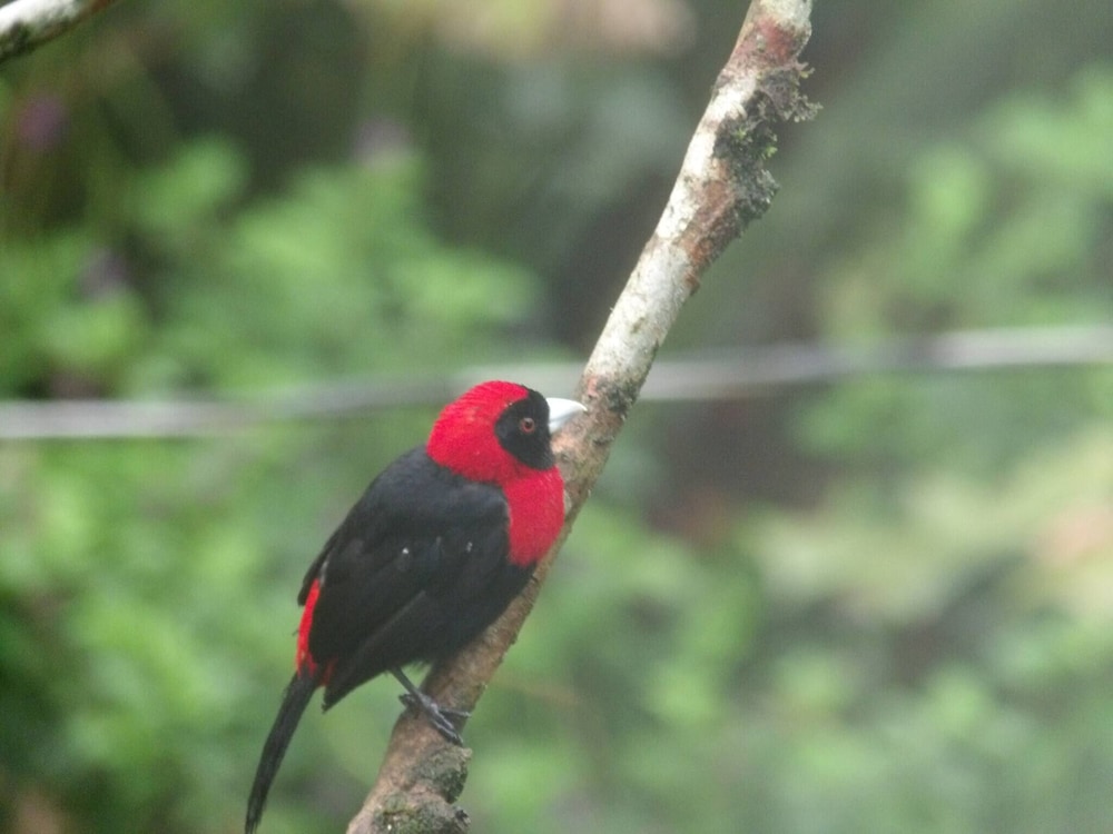 Pura Vidaville - Toucan's Nest