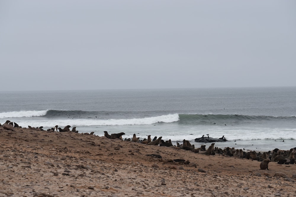 Salty Jackal Surf Camp