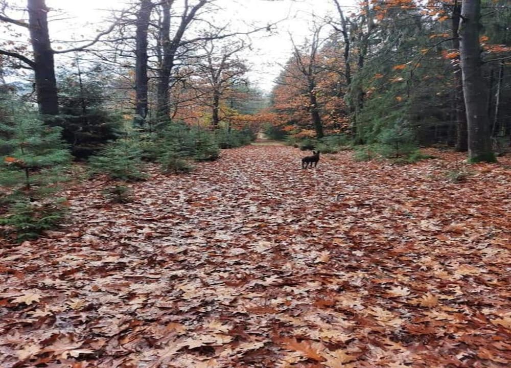 Forest Glamping Near Emmen