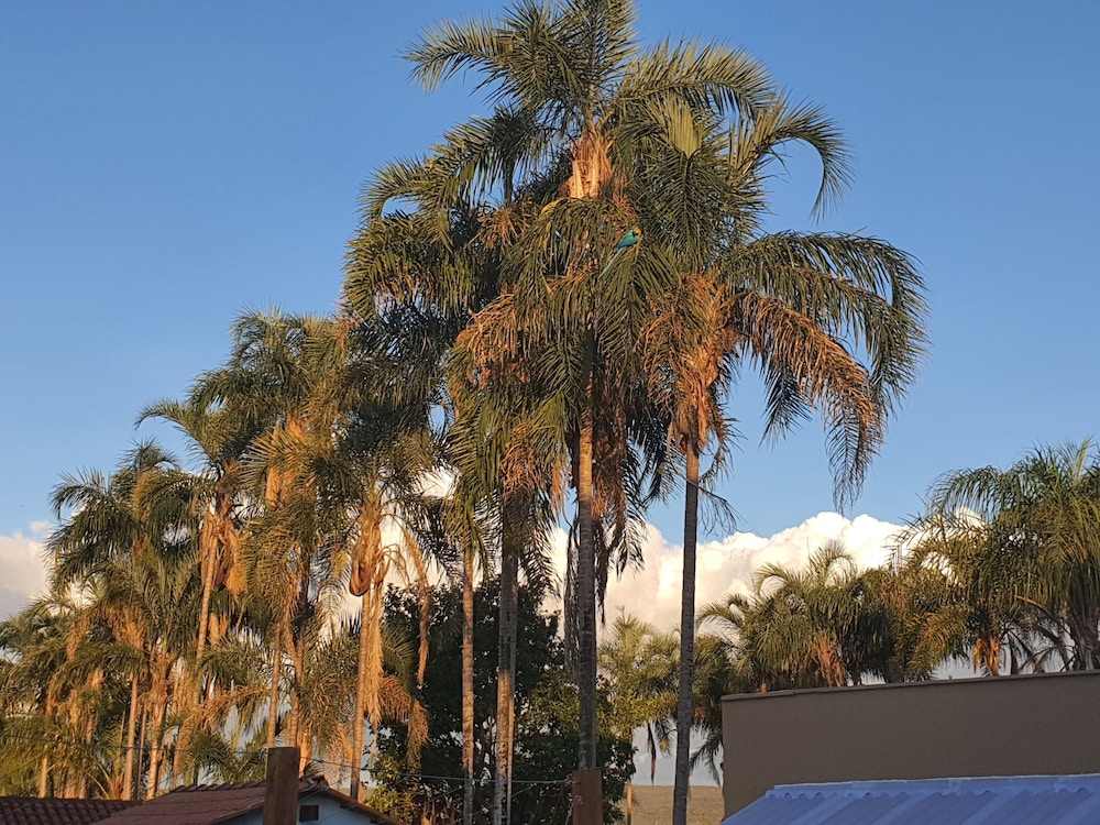 Pousada Paraiso