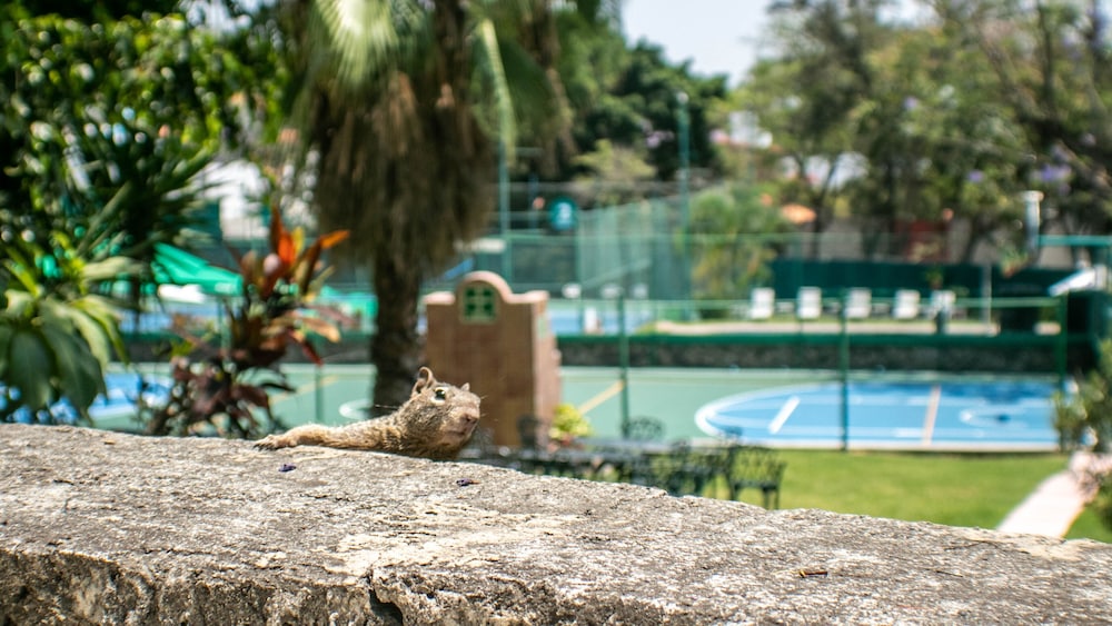 Hotel Coral Cuernavaca, photo 107