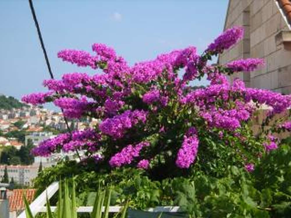 Anna Guesthouse
