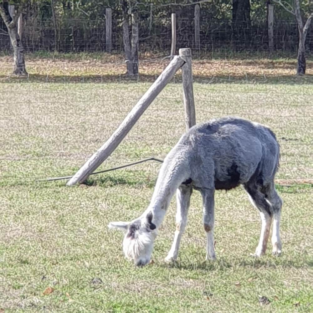 The Alpaca B&B