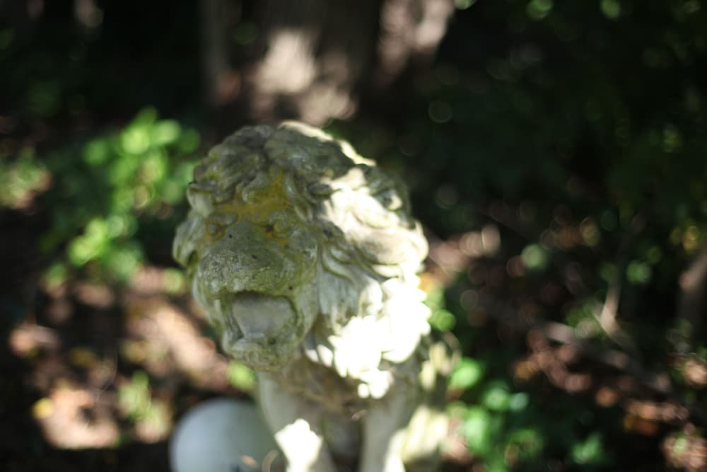 Photo 42