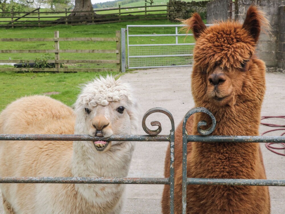 Bay Horse Farm