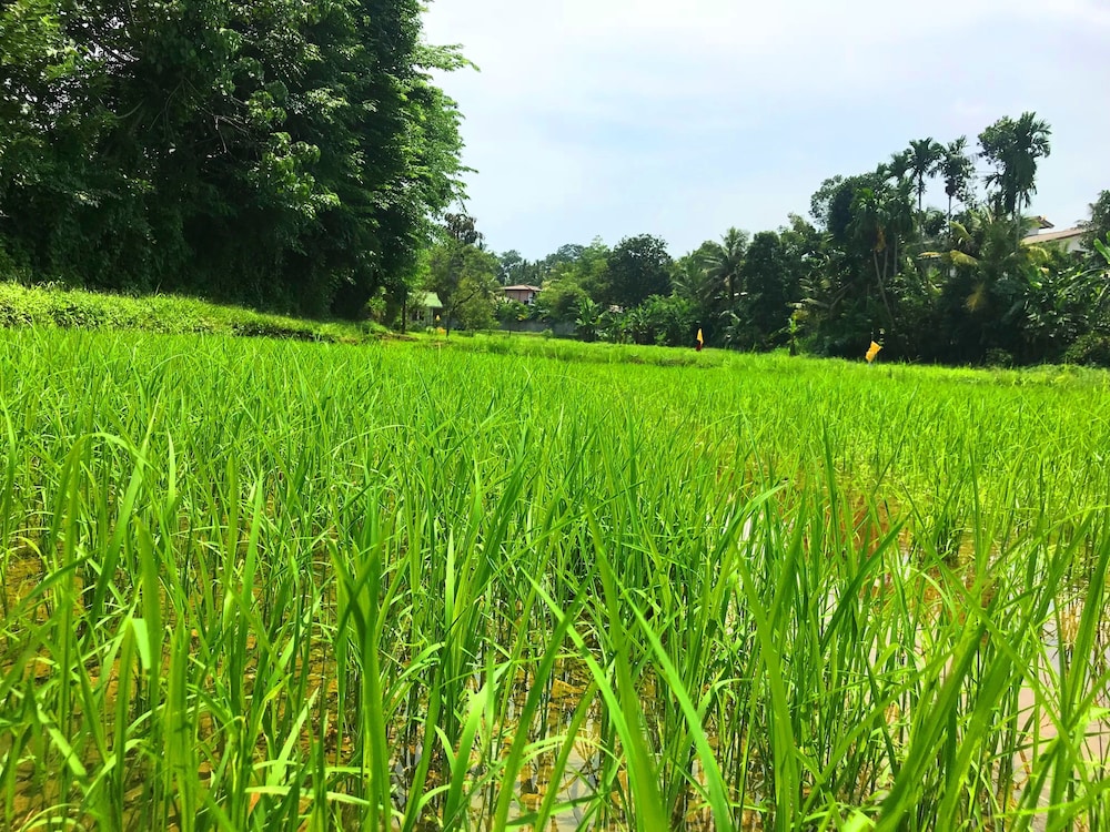 Horahena Farm Stay