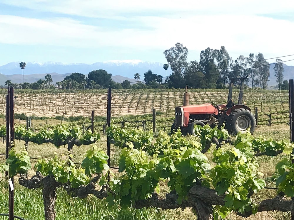 Domaine Chardonnay