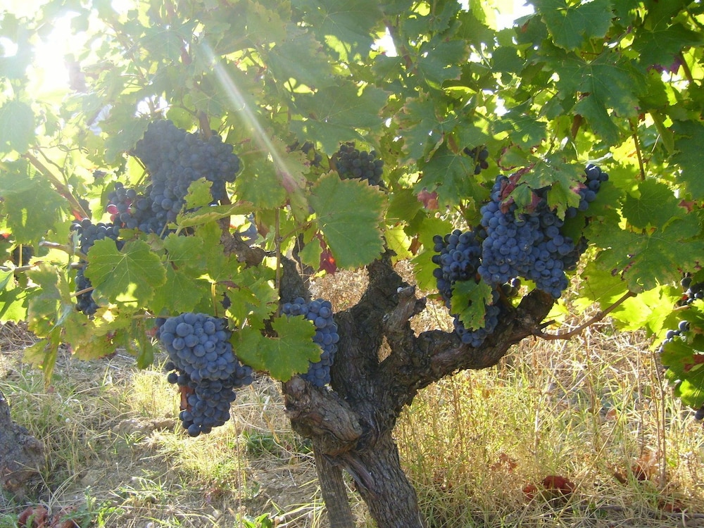 Domaine le Clos du Pavillon