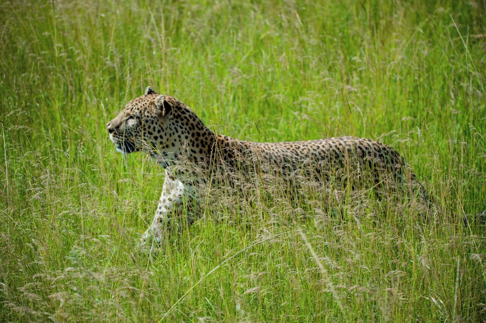Endeem Mara Resort