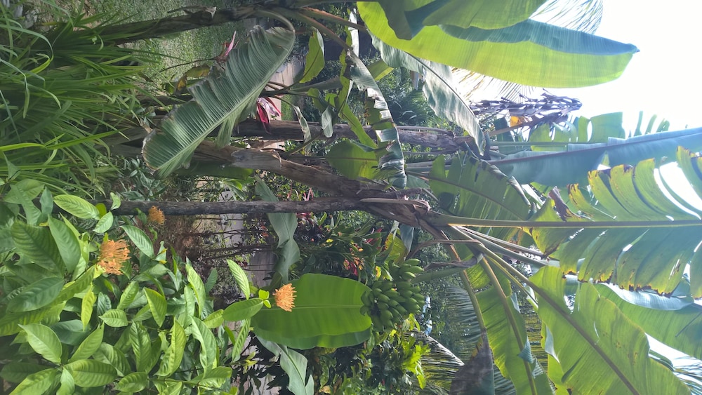 Cocotier Du Rocher