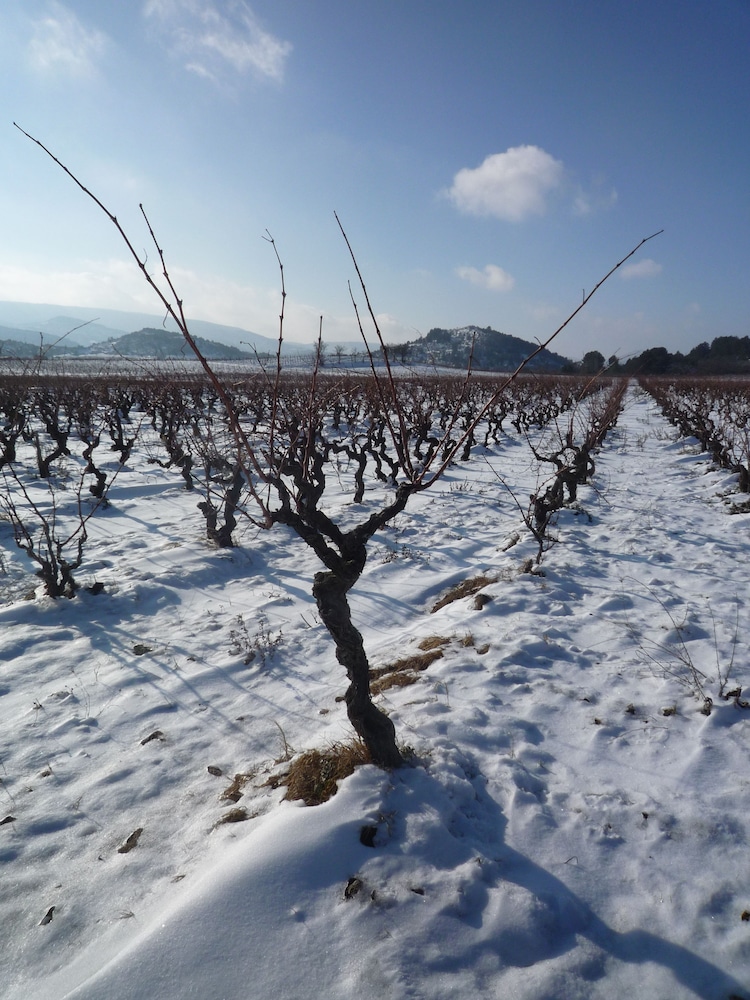 Le Gîte Vigneron casa de vacaciones Lagrasse — other